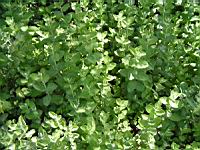 Menthe - Mentha Longifolia - Mentha Rotundifolia (fam Labiees) (00) (Photo F. Mrugala)